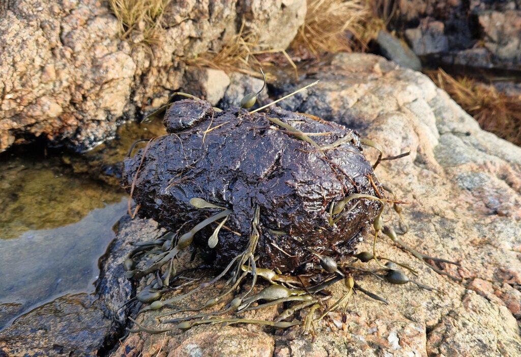 A oil lump that has washed ashore.